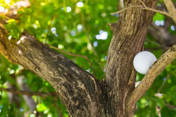 Golf ball in tree — Stock Photo, Image