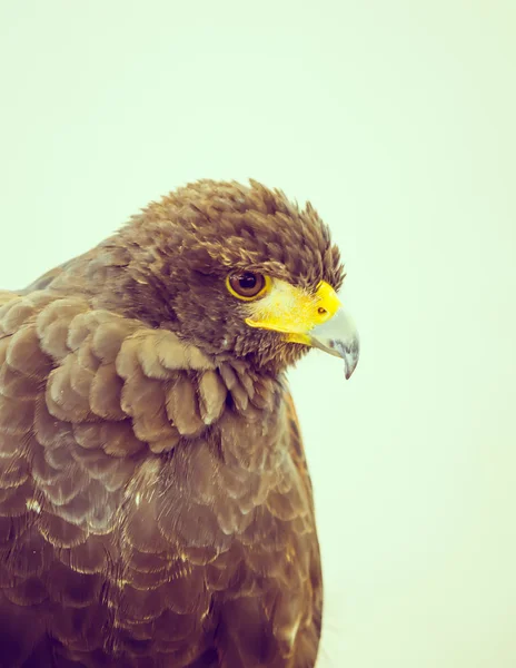 Golden Eagle (Filtered image processed vintage effect). ) — стокове фото