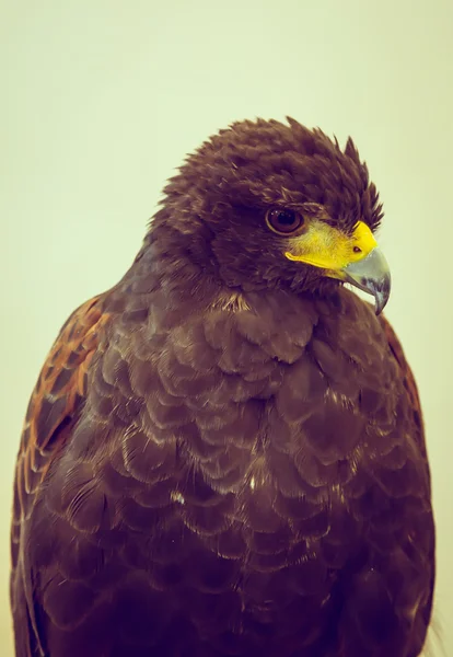 Águila dorada (Imagen filtrada procesada efecto vintage . ) — Foto de Stock