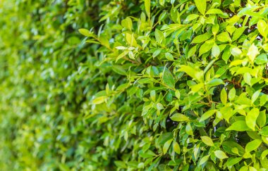 yeşil yapraklar arkaplan