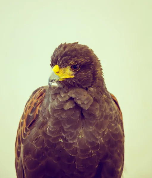 Золотий орел крупним планом — стокове фото