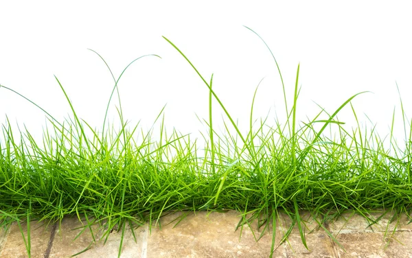 新鮮な春の緑の芝生のパノラマ — ストック写真