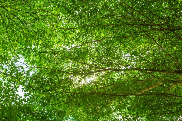 Bosque verde con luz solar — Foto de Stock