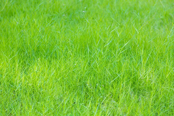 Vers voorjaarsgroen gras — Stockfoto