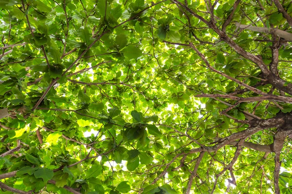 Grüner Wald mit Sonnenlicht — Stockfoto