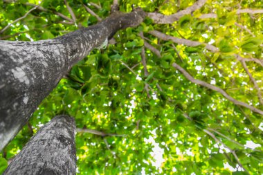 Güneş ışığıyla yeşil orman