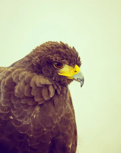 Golden Eagle close up — Stock Photo, Image
