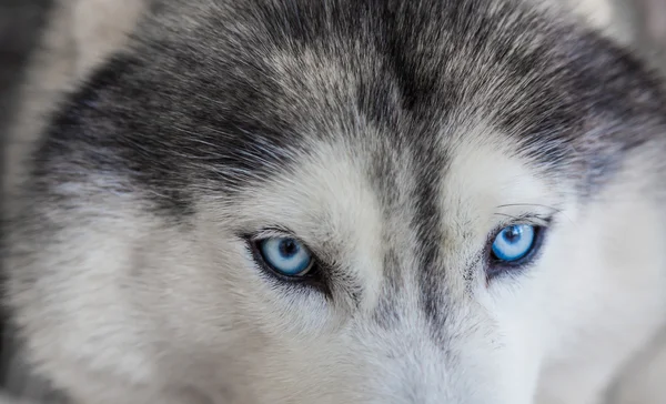 Blauwe ogen van Siberische hond — Stockfoto