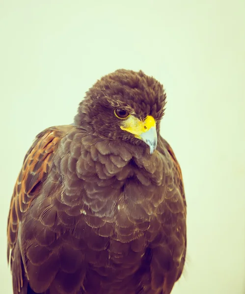 Steinadler aus nächster Nähe — Stockfoto