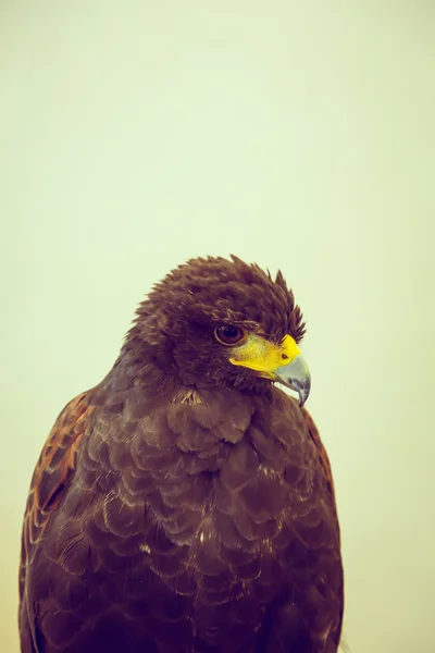 Golden Eagle close up — Stock Photo, Image