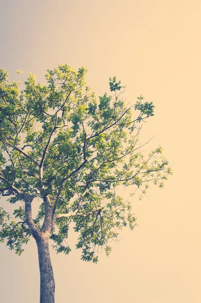 Letní krajina s oblohou a strom — Stock fotografie