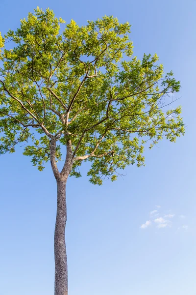 Paisagem de verão com céu e árvore — Fotografia de Stock