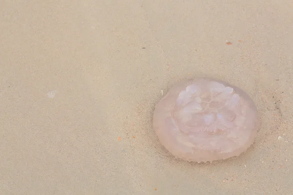 Close up of jellyfish on beach — Stock Photo, Image