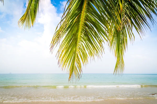 Palmblatt und tropischer Strand — Stockfoto