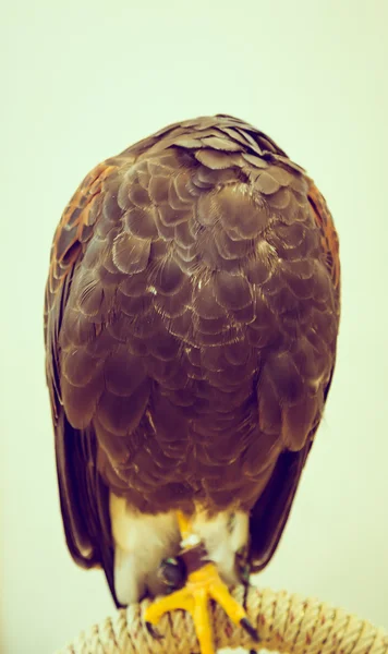 可爱的睡着的鹰 — 图库照片