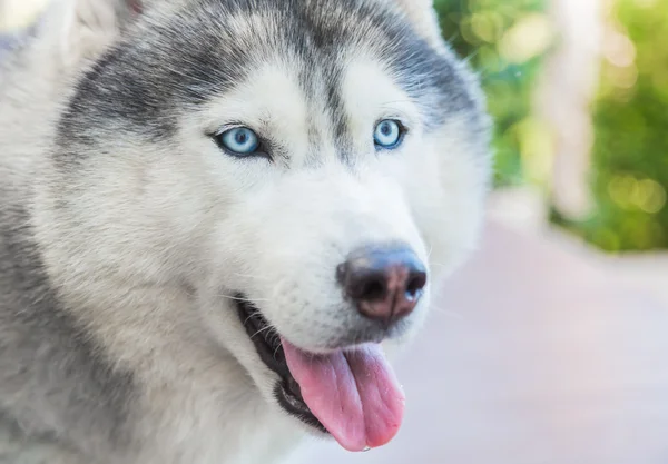 西伯利亚狗和蓝色的眼睛 — 图库照片