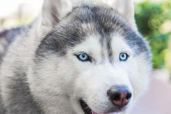 Siberian dog with blue eyes — Stock Photo, Image