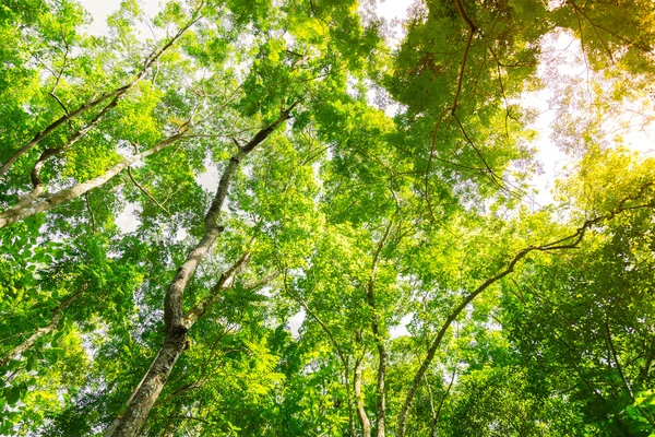 Alberi della foresta verde — Foto Stock