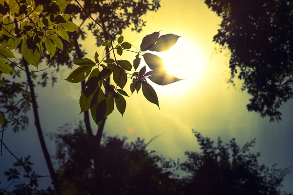 Green Forest trees — Stock Photo, Image