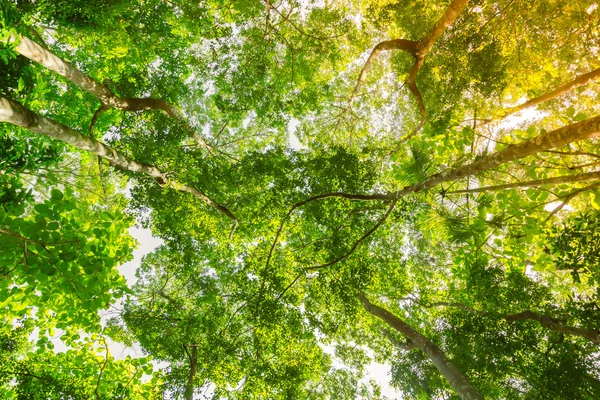 Alberi della foresta verde — Foto Stock