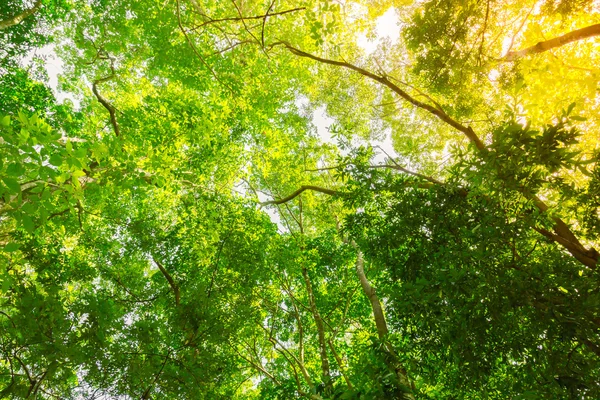 Alberi della foresta verde — Foto Stock