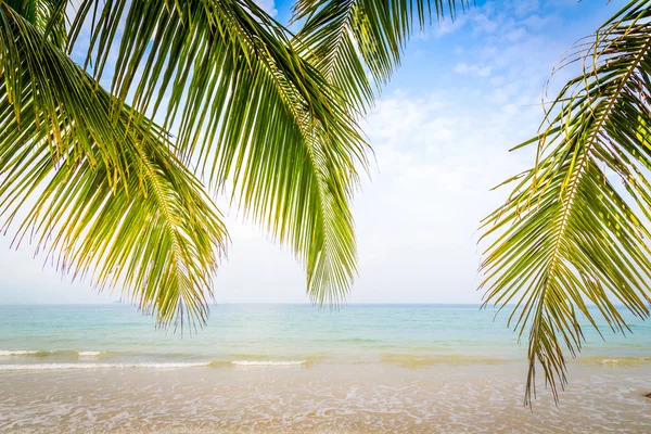 Palmenblätter und tropischer Strand — Stockfoto