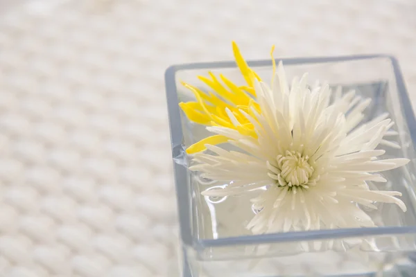 Flowers in watered vase — Stock Photo, Image