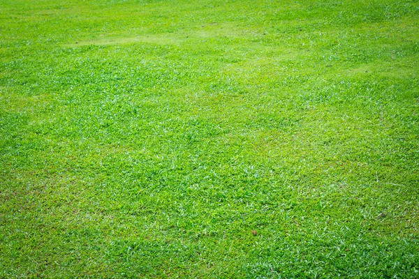 Green grass lawn — Stock Photo, Image