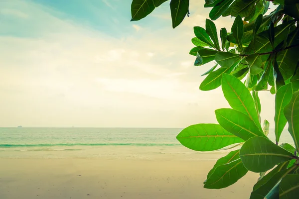Blätter und tropischer Strand — Stockfoto