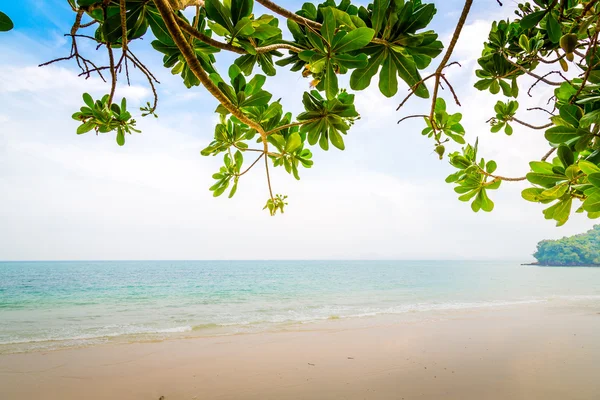 Foglie e spiaggia tropicale — Foto Stock