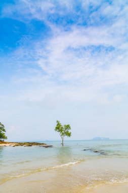 Deniz plaj ağaçta