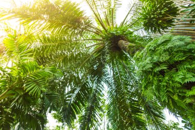 Orman ağaçları yapraklarda