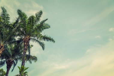 Hindistan cevizi palmiyeleri