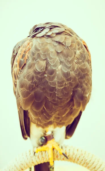 Brown Sleeping Eagle — Stock Photo, Image