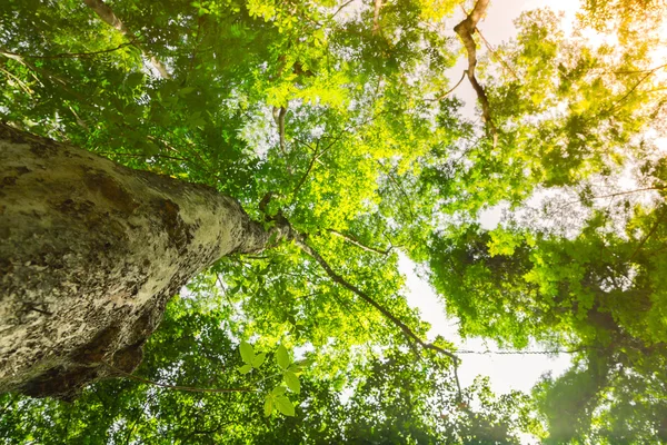 Floresta verde árvores — Fotografia de Stock