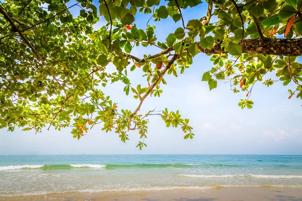 Grünes Blatt und Strand — Stockfoto