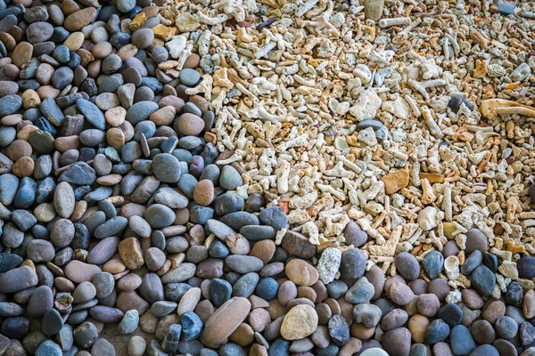 Small Coral and rock — Stock Photo, Image