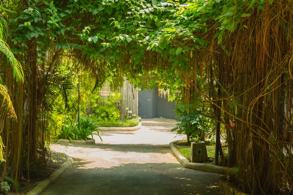 Camino en bosque verde — Foto de Stock