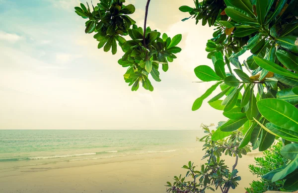 Foglia verde e spiaggia tropicale — Foto Stock