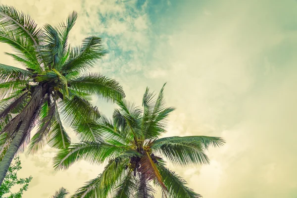 Кокосові пальми — стокове фото