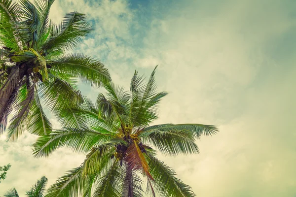 Kokosové palmy — Stock fotografie