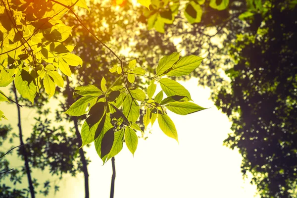 Forest trees under sun — Stock Photo, Image