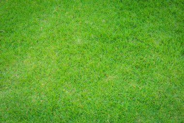 Taze yeşil çimenler