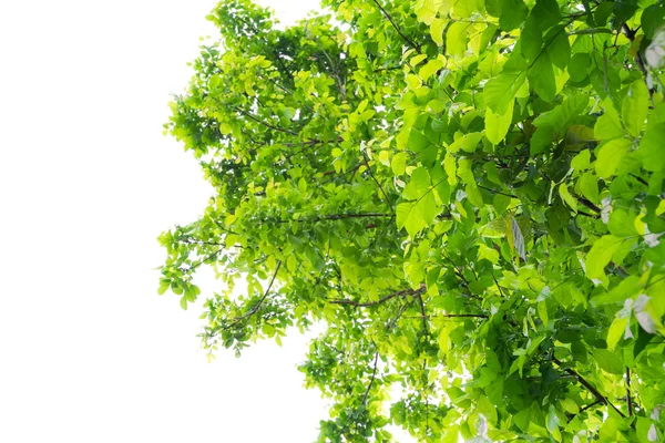 Grüner Waldbaum — Stockfoto