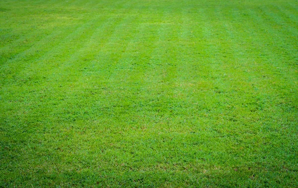 Frisches grünes Gras — Stockfoto