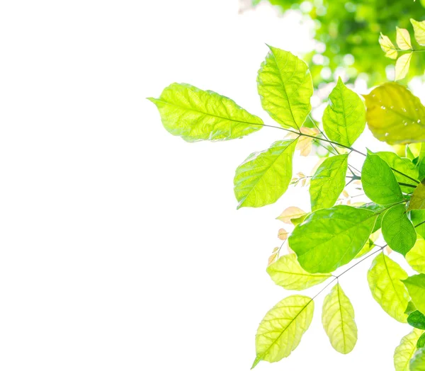 Frische grüne Blätter — Stockfoto