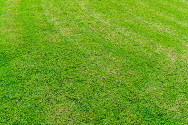 Frühlingsgrünes Gras — Stockfoto