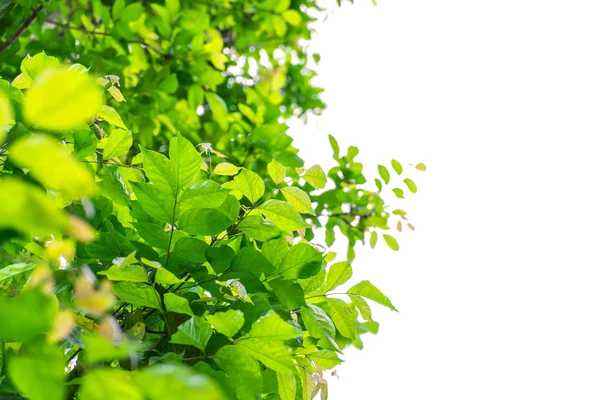 新鲜绿叶 — 图库照片