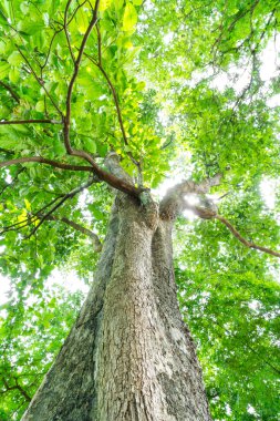 Yeşil Orman ağaçları