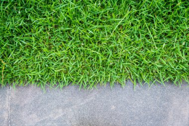 yeşil çim ile yol yürümek